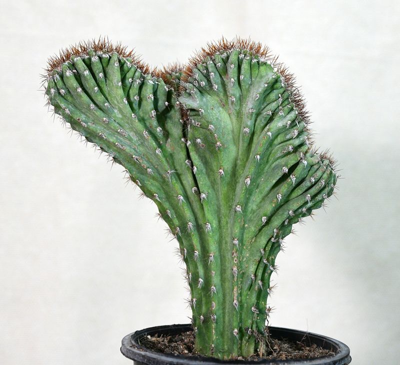 Cereus tetragonus monstrose crest