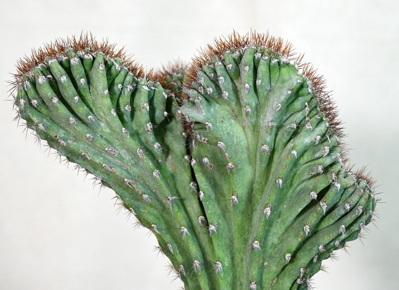 Cereus tetragonus monstrose crest