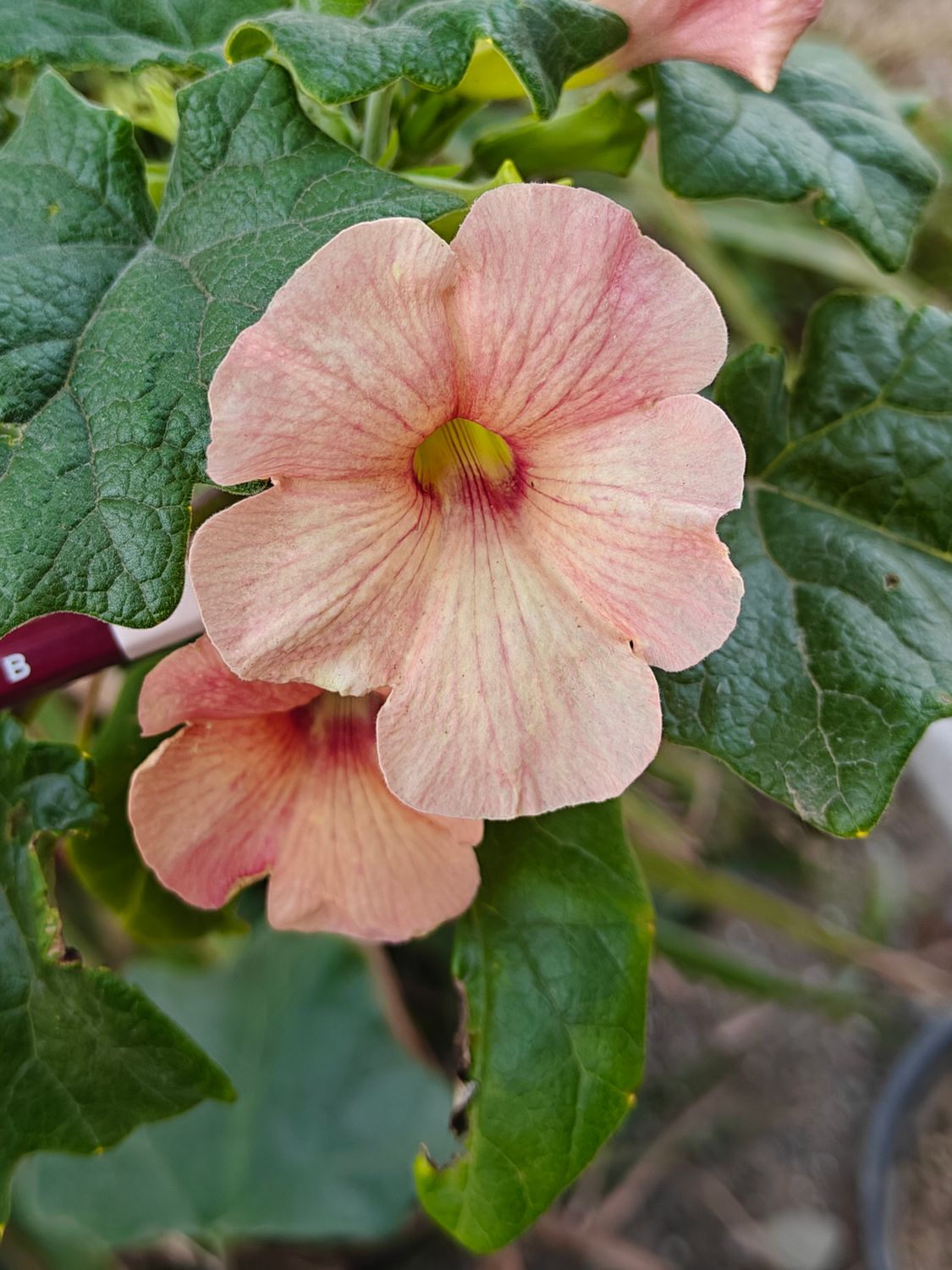 Uncarina Hybrid 'Apricot Lace' in full bloom with pink flowers