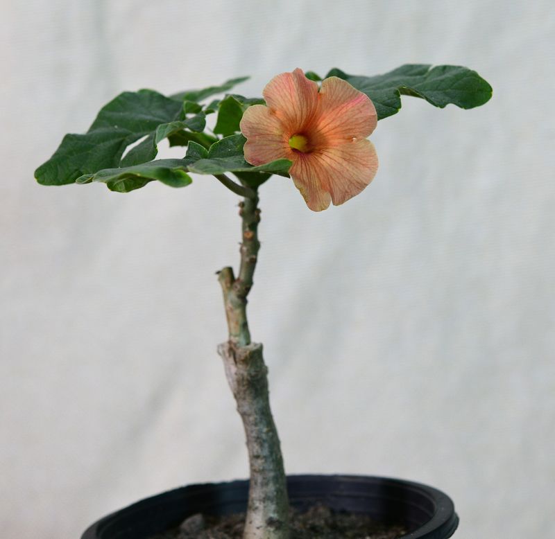 Uncarina Hybrid 'Apricot Lace' young plant in pot showing branching structure