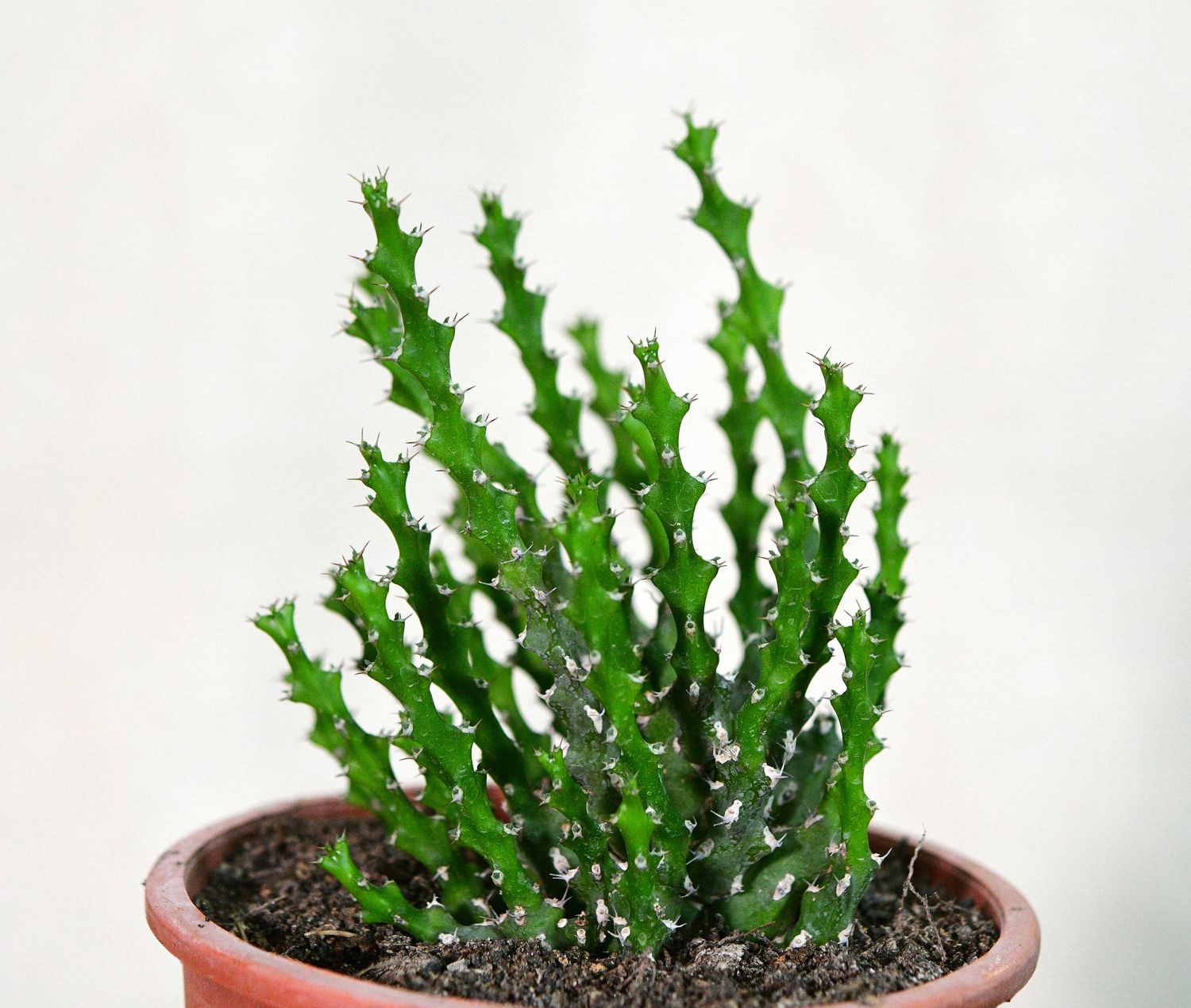 Euphorbia ramulosa in terracotta pot, front view