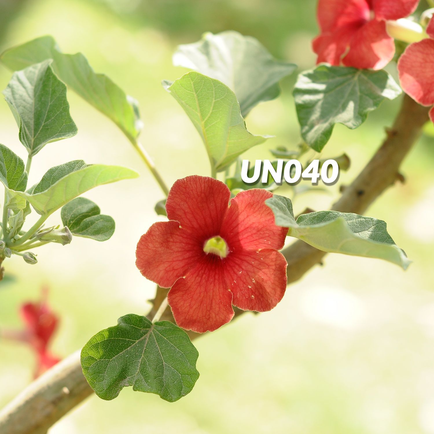 Uncarina Hybrid 'Scarlet Veil' in bloom with red flowers and green foliage