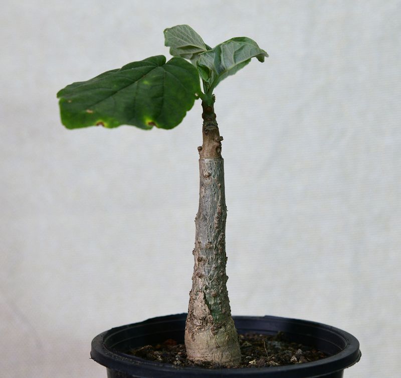 Uncarina Hybrid 'Scarlet Veil' young plant in pot showing tall trunk with large leaves