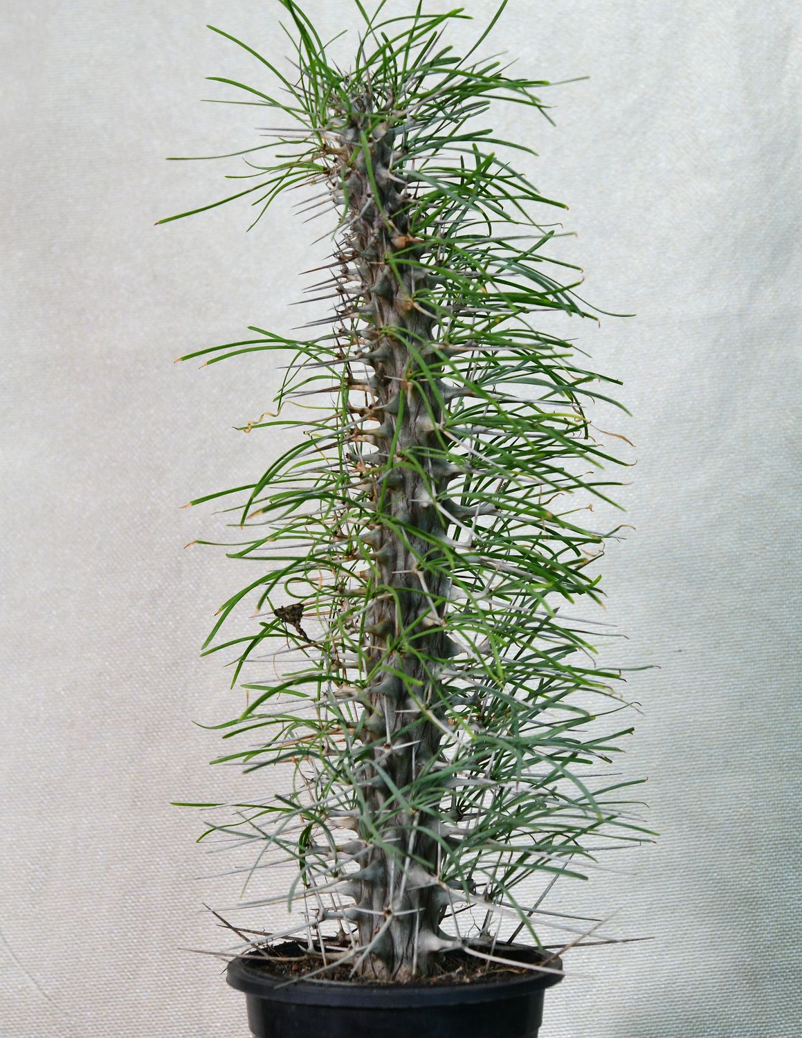 Didierea madagascariensis potted plant full height view