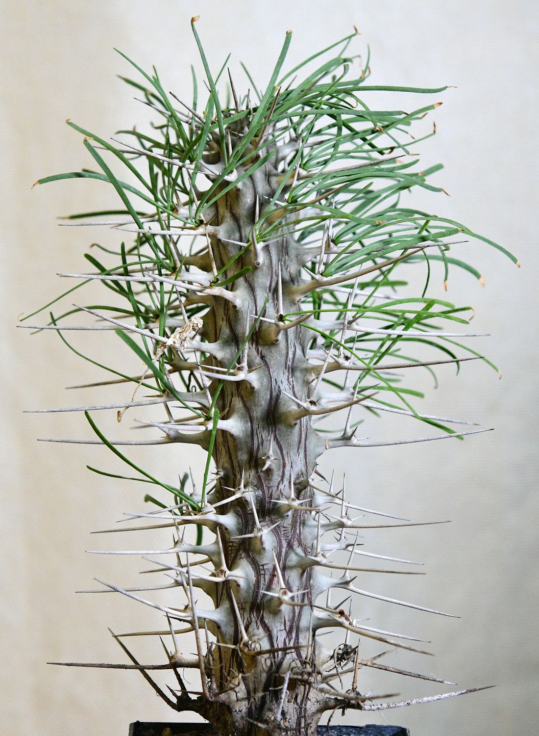 Didierea madagascariensis Didierea madagascariensis full plant view