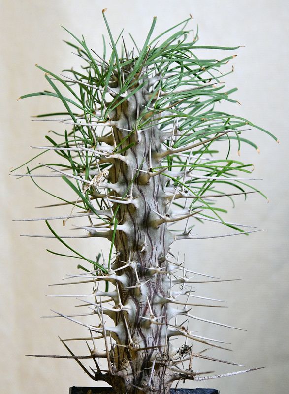 Didierea madagascariensis Didierea madagascariensis full plant view