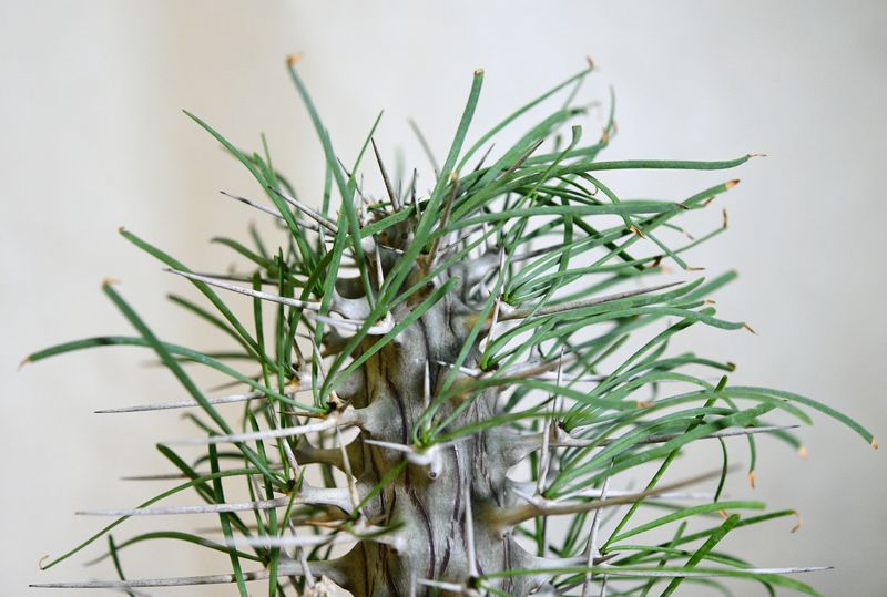 Didierea madagascariensis side angle view