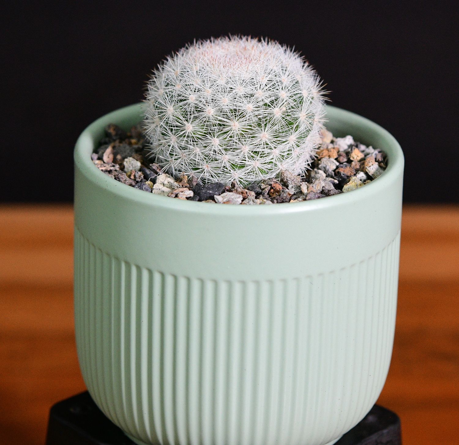 Mammilloydia candida in Ceramic Gift Pot front view
