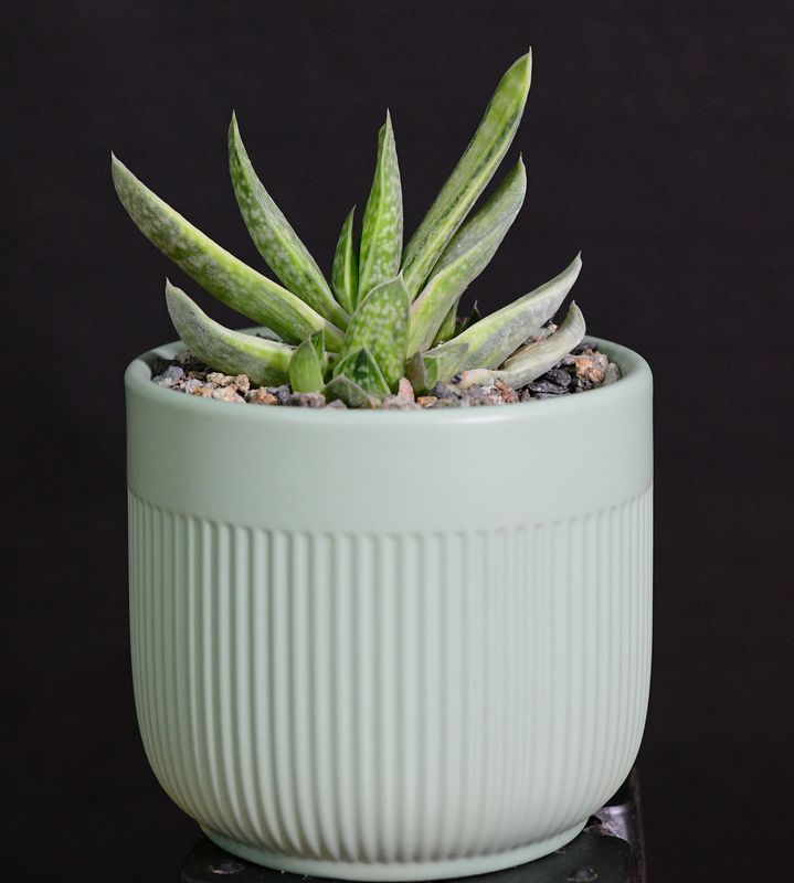 Gasteria brachyphylla 'Limey' in Ceramic Gift Pot side angle view
