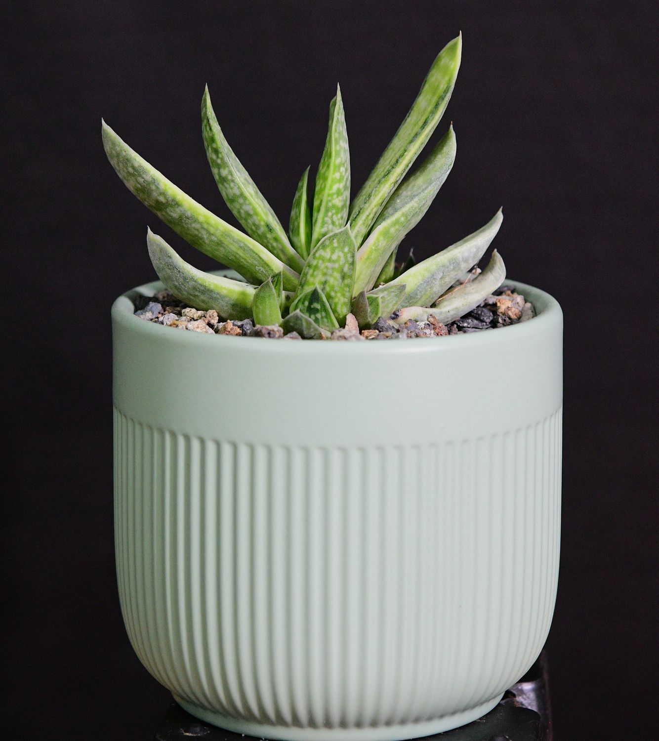 Gasteria brachyphylla 'Limey' in Ceramic Gift Pot Gasteria brachyphylla 'Limey' in Ceramic Gift Pot front view