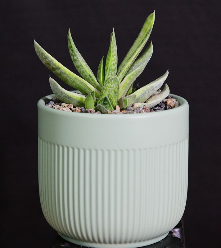 Gasteria brachyphylla 'Limey' in Ceramic Gift Pot Gasteria brachyphylla 'Limey' in Ceramic Gift Pot front view