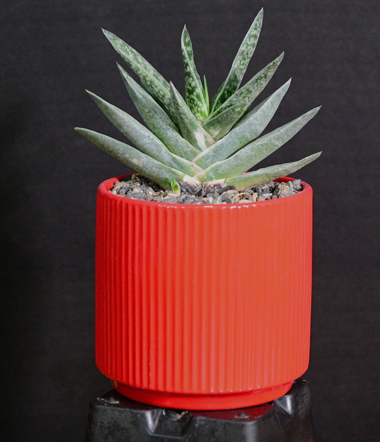 Gasteria brevifolia in Ceramic Gift Pot front view
