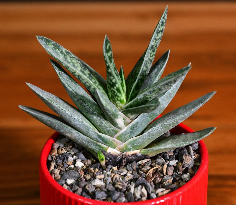 Gasteria brevifolia in Ceramic Gift Pot angled side view