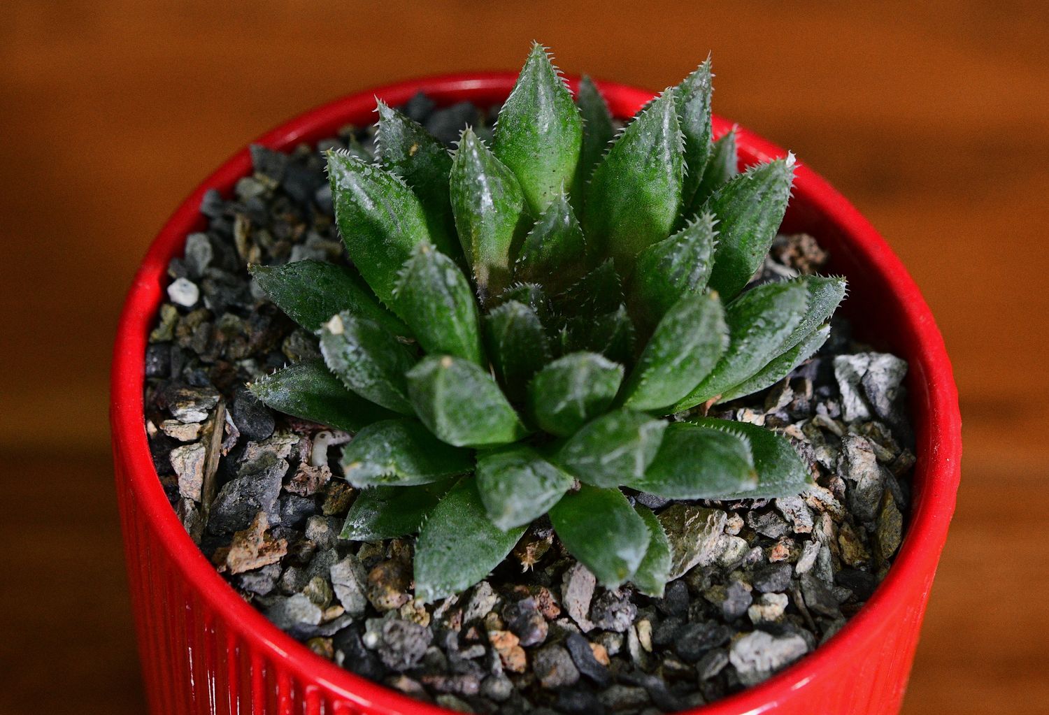 Haworthia bolusii hybrid in Ceramic Gift Pot Haworthia bolusii hybrid in Ceramic Gift Pot top-down view