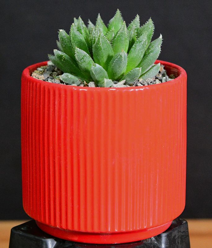 Haworthia bolusii hybrid in Ceramic Gift Pot front view