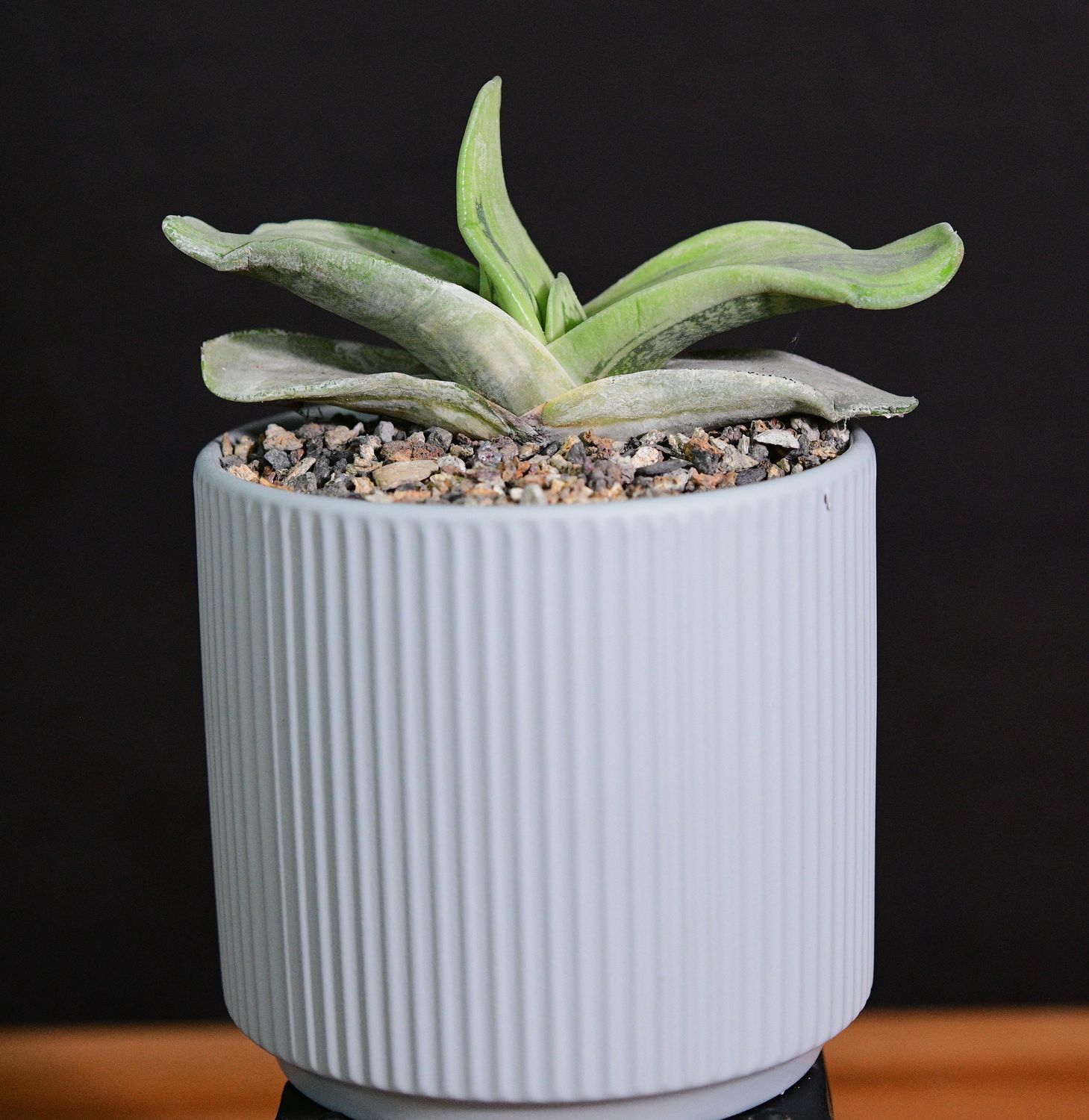 Gasteraloe beddinghousi Aka Dragon's Skin in Ceramic Gift Pot Gasteraloe beddinghousi Aka Dragon's Skin in Ceramic Gift Pot front view