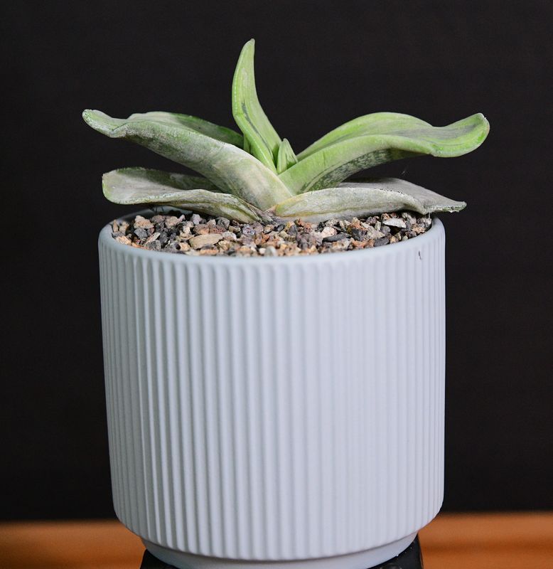 Gasteraloe beddinghousi Aka Dragon's Skin in Ceramic Gift Pot Gasteraloe beddinghousi Aka Dragon's Skin in Ceramic Gift Pot front view
