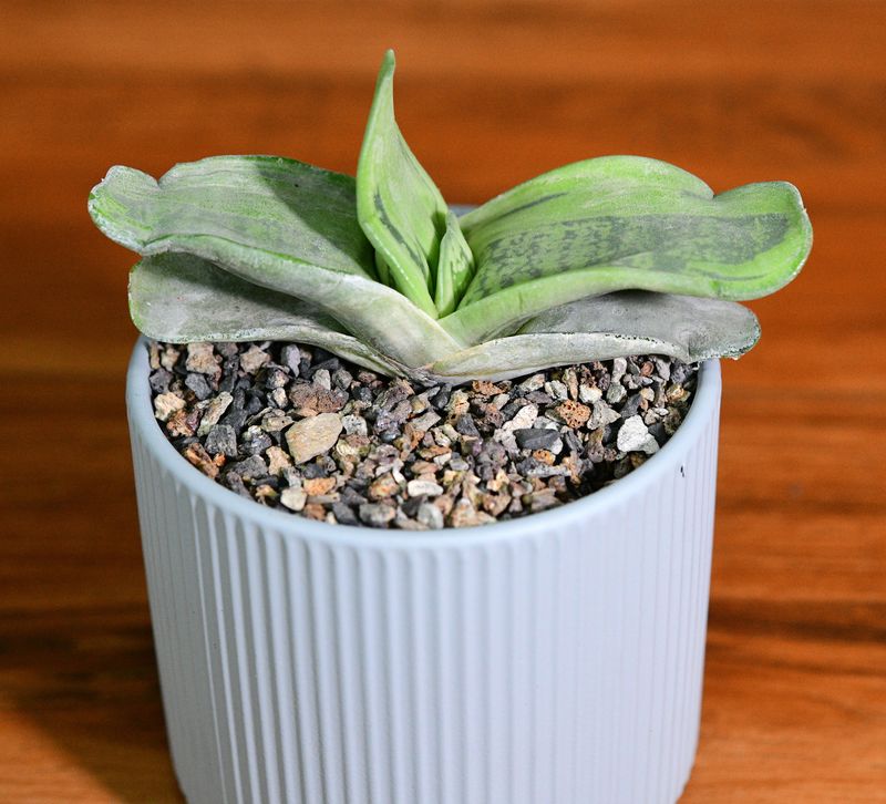 Gasteraloe beddinghousi Aka Dragon's Skin in Ceramic Gift Pot side angle view