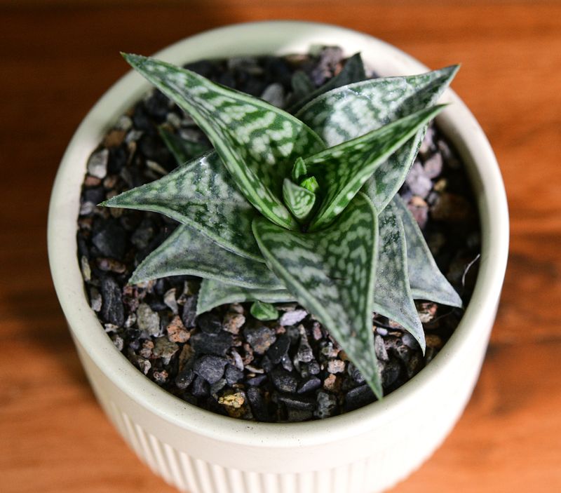 Aloe descoingsii x Aloe variegata in Ceramic Gift Pot overhead close-up view