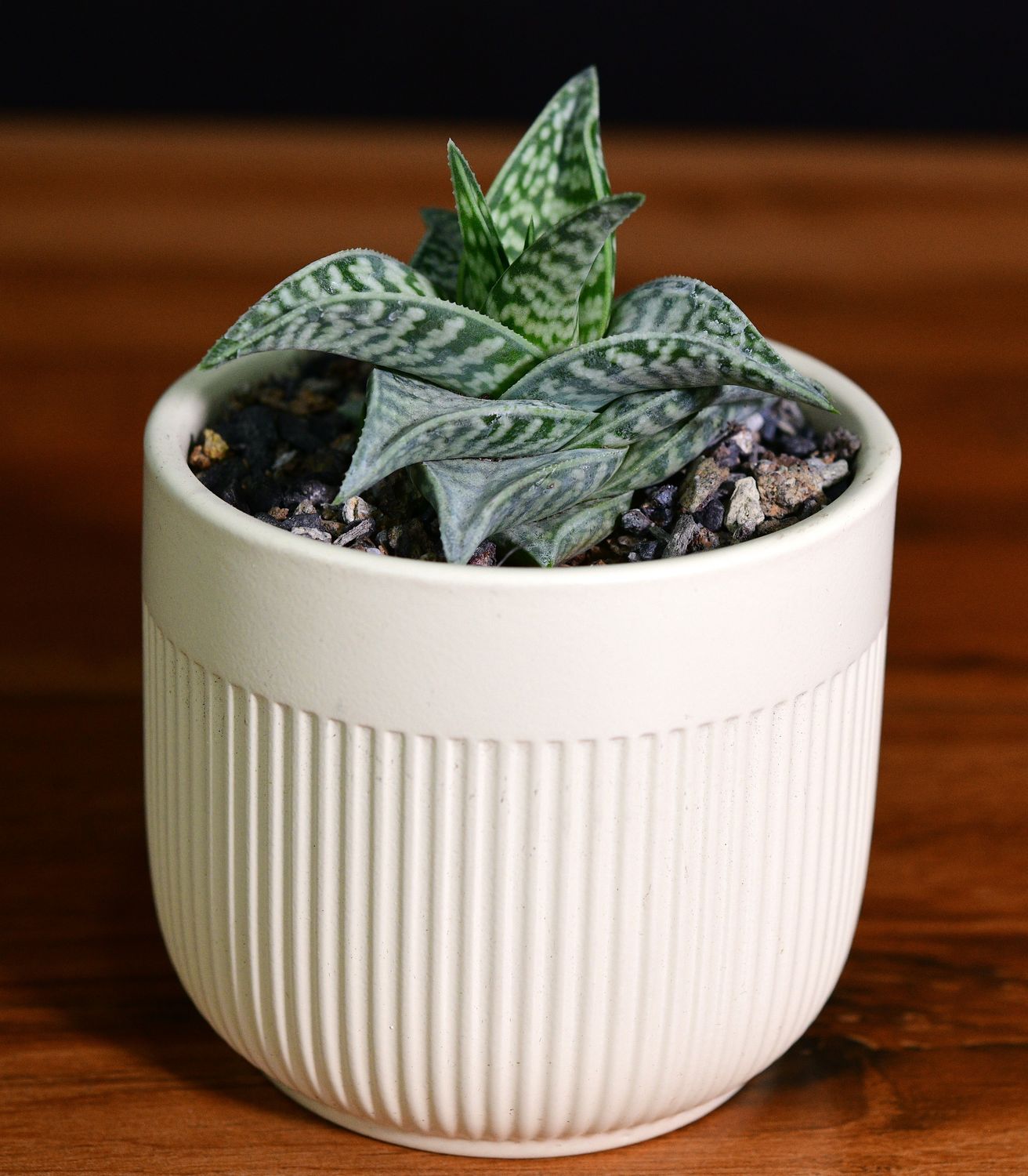 Aloe descoingsii x Aloe variegata in Ceramic Gift Pot Aloe descoingsii x Aloe variegata in Ceramic Gift Pot front view