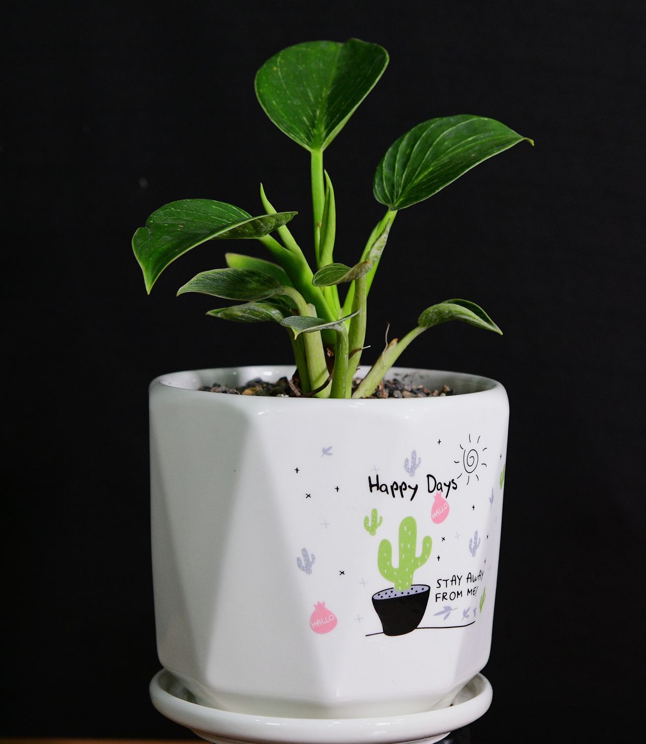 Philodendron birkin in Ceramic Gift Pot front view with saucer