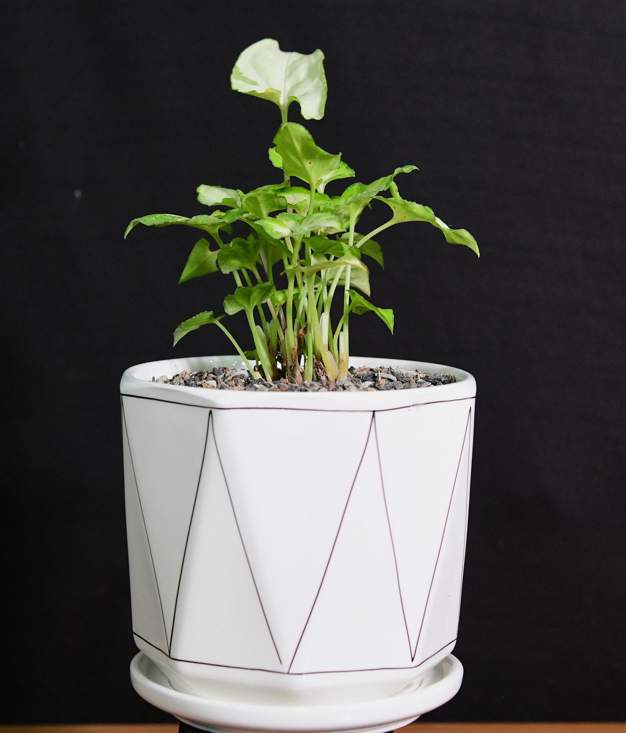Syngonium small leaf Green in Ceramic Gift Pot full plant view