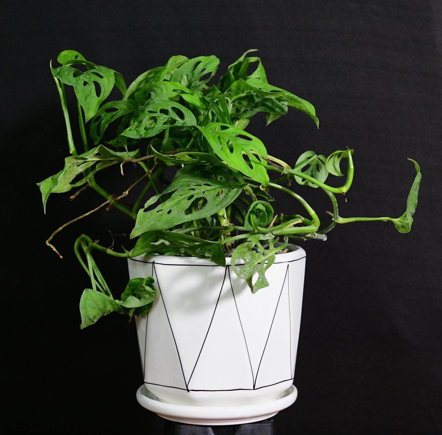 Philodendron Broken Heart aka Monstera adansonii in Ceramic Gift Pot Philodendron Broken Heart aka Monstera adansonii in Ceramic Gift Pot front view