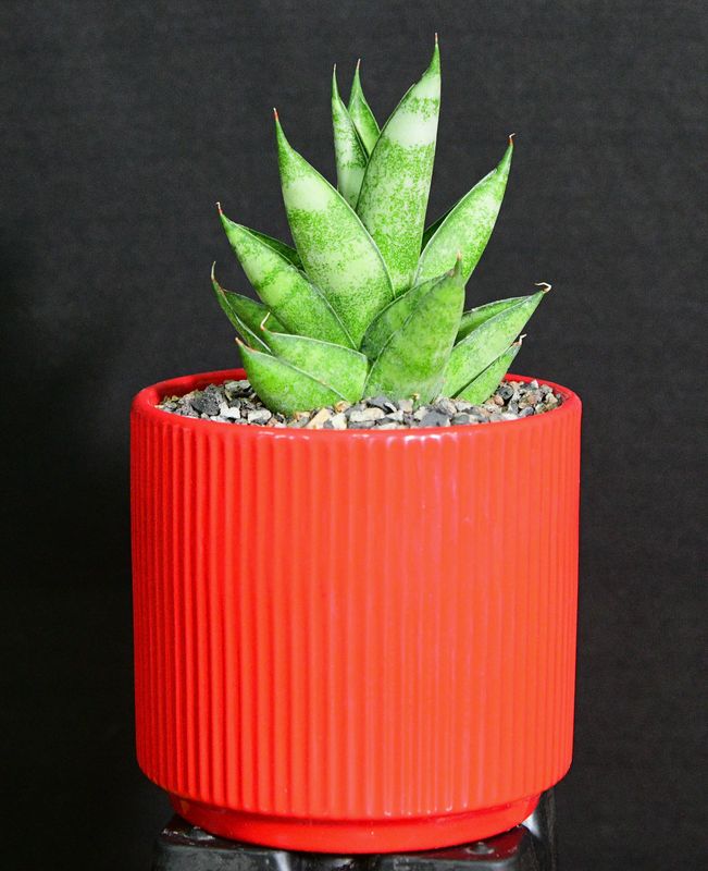 Sansevieria hybrid Pagoda in Ceramic Gift Pot Sansevieria hybrid Pagoda in Ceramic Gift Pot front view