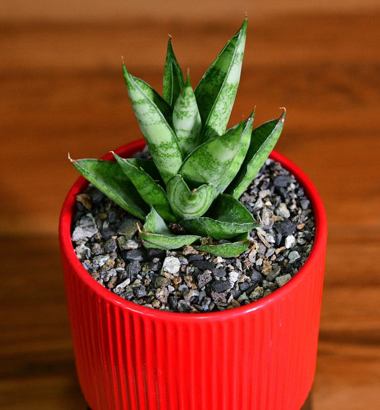 Sansevieria hybrid Pagoda in Ceramic Gift Pot side angle