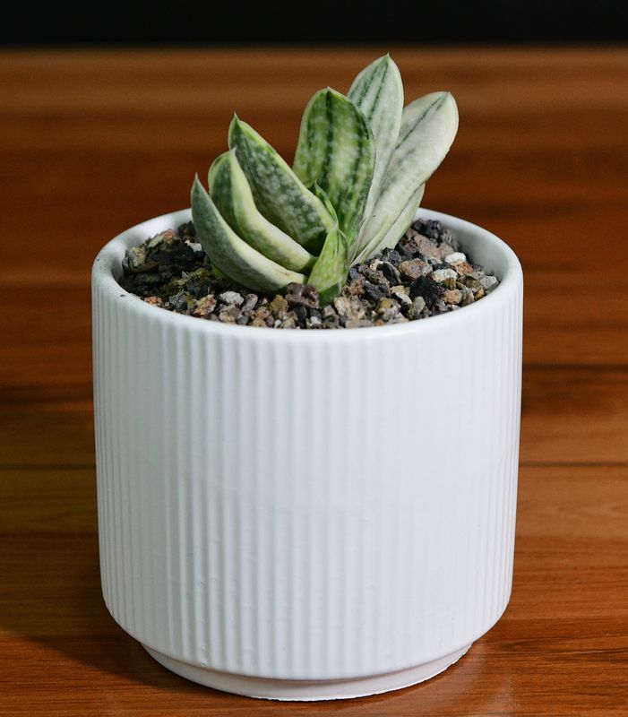 Gasteria cv. FUJI YUKI (Syn: Gasteria obtusa forma variegata) in Ceramic Gift Pot on wooden table