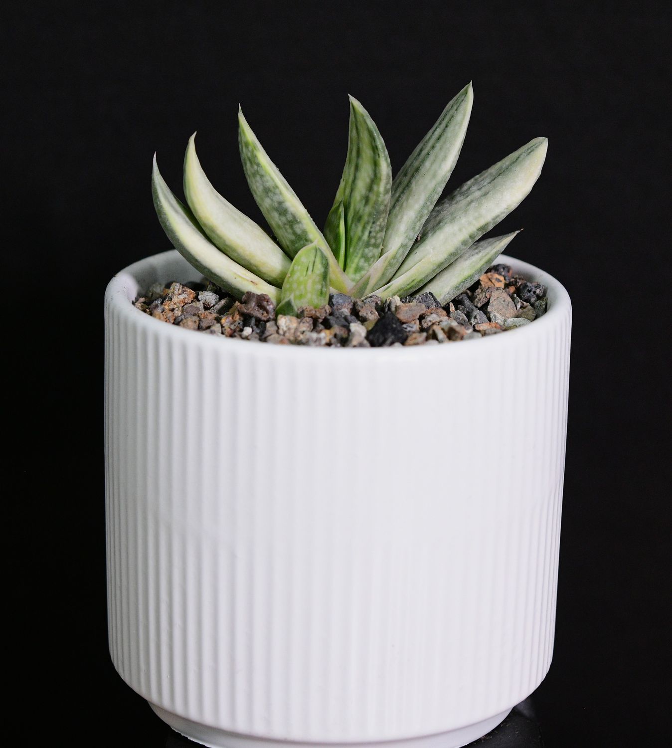 Gasteria cv. FUJI YUKI (Syn: Gasteria obtusa forma variegata) in Ceramic Gift Pot Gasteria cv. FUJI YUKI (Syn: Gasteria obtusa forma variegata) in Ceramic Gift Pot front view