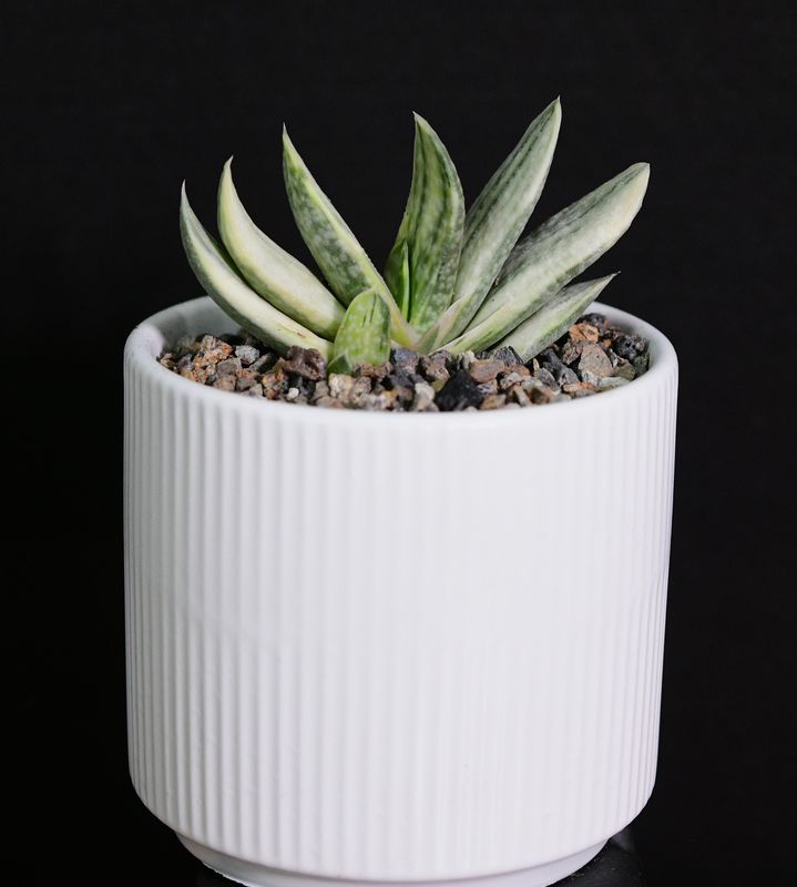 Gasteria cv. FUJI YUKI (Syn: Gasteria obtusa forma variegata) in Ceramic Gift Pot Gasteria cv. FUJI YUKI (Syn: Gasteria obtusa forma variegata) in Ceramic Gift Pot front view