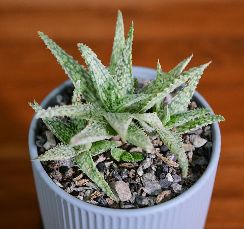 Aloe 'Blizzard' in Ceramic Gift Pot top-down view
