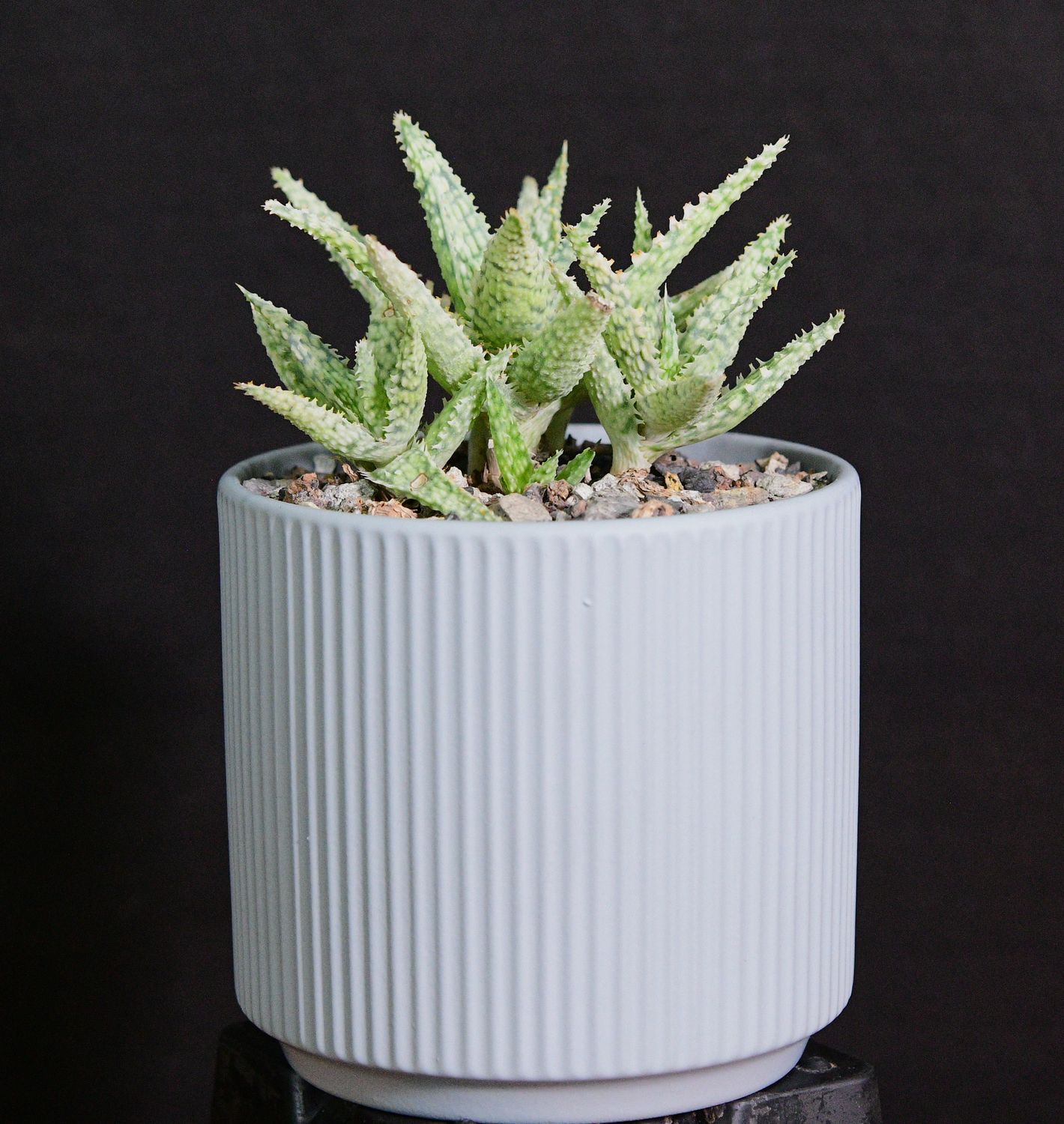 Aloe 'Blizzard' in Ceramic Gift Pot front view