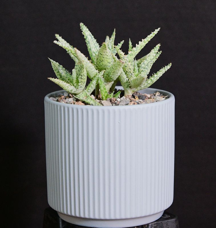 Aloe 'Blizzard' in Ceramic Gift Pot front view
