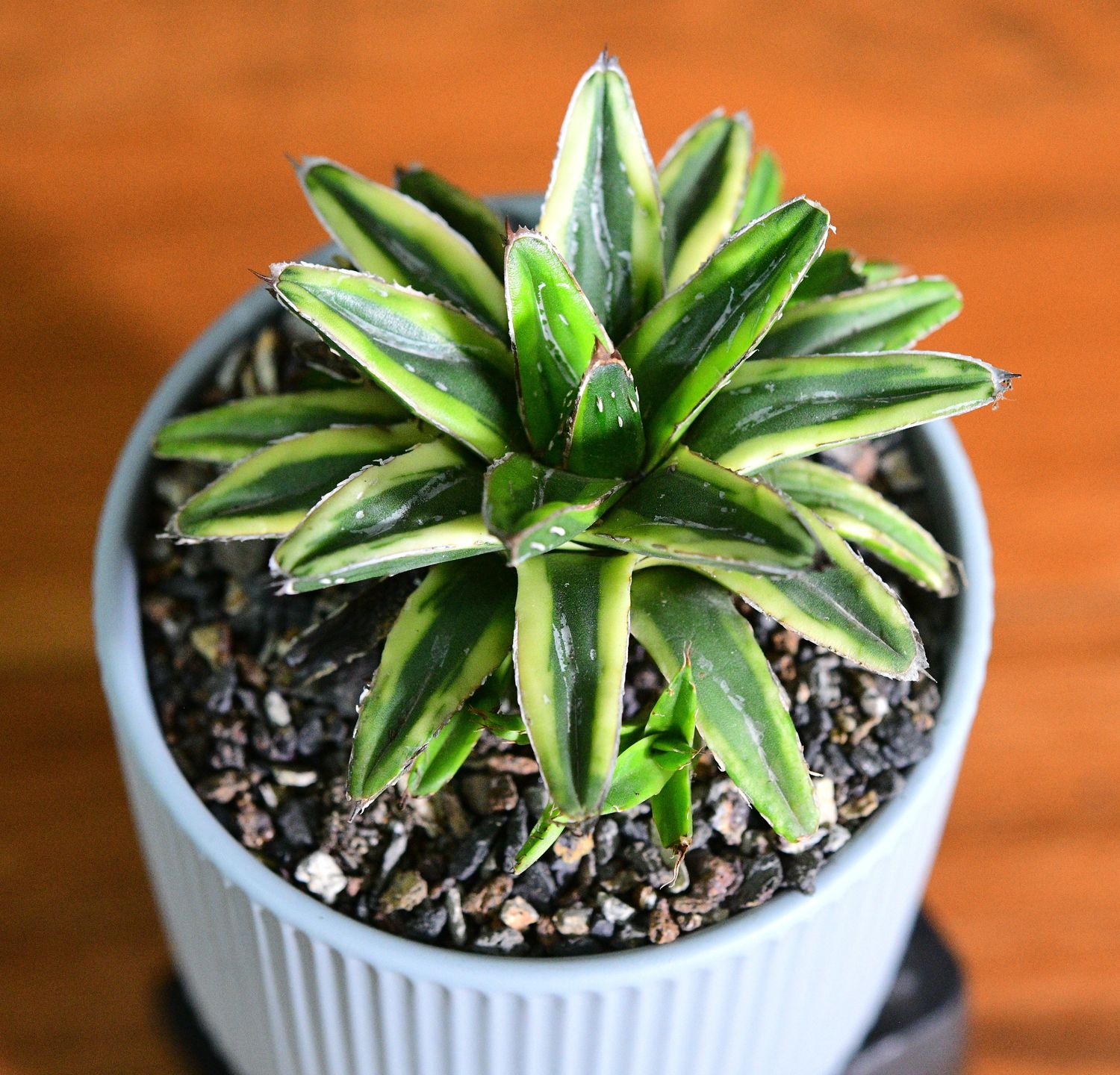 Agave victoria-Reginae cv Thunder and Lightening in Ceramic Gift Pot Agave victoria-Reginae cv Thunder and Lightening in Ceramic Gift Pot top-down view