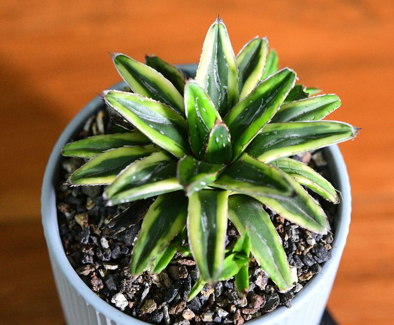 Agave victoria-Reginae cv Thunder and Lightening in Ceramic Gift Pot angled overhead view