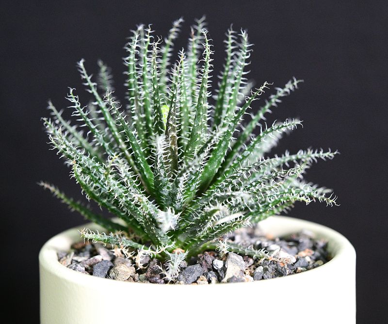 Aloe haworthioides in Ceramic Gift Pot side angle view