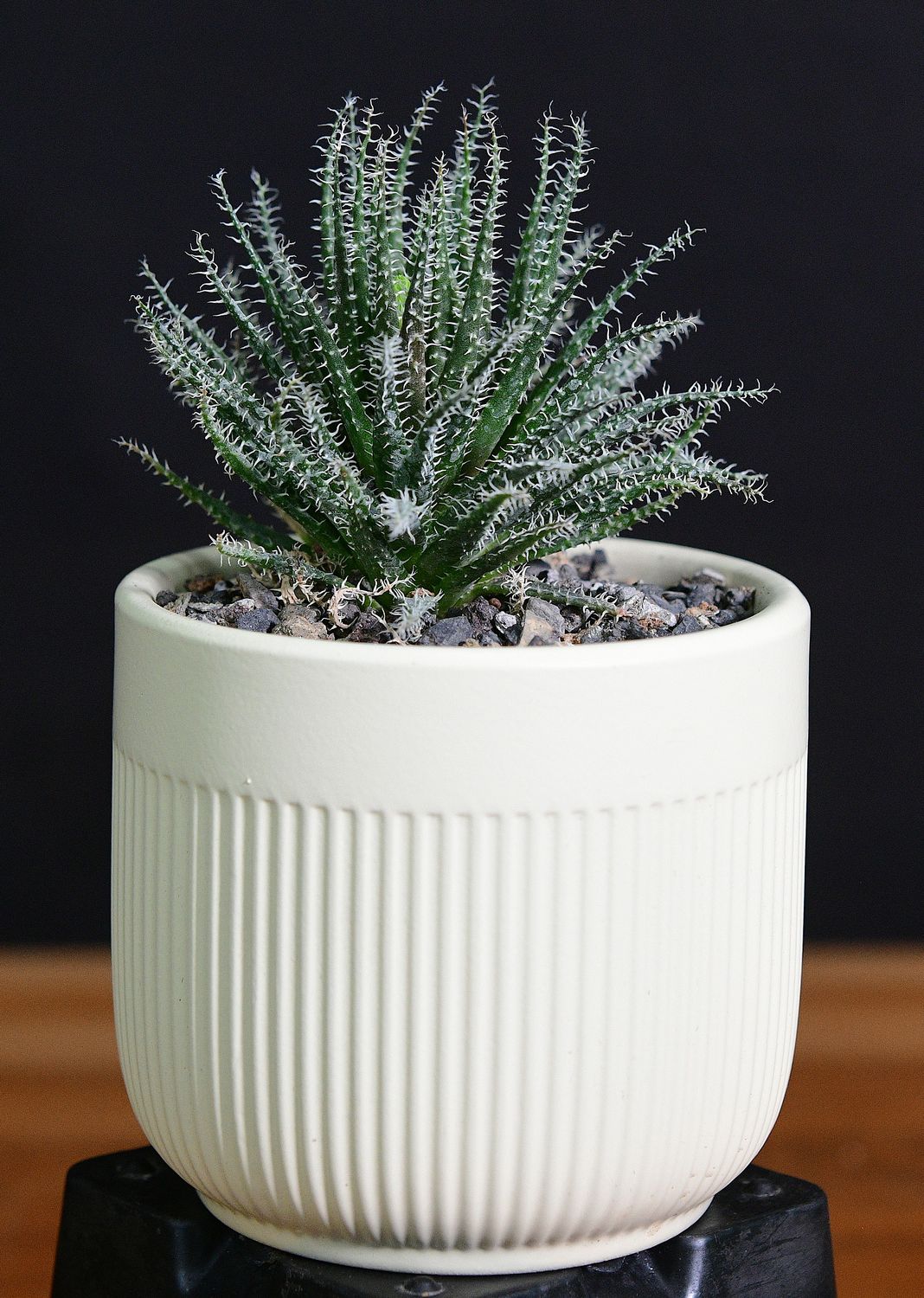 Aloe haworthioides in Ceramic Gift Pot front view
