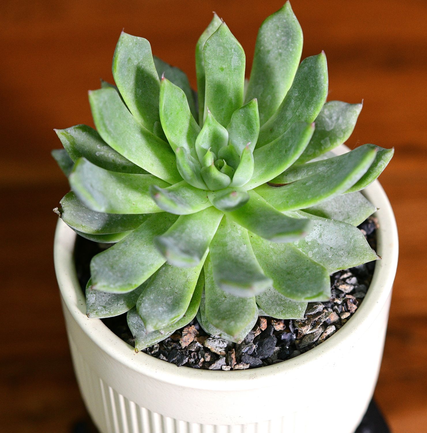 Echeveria lilac/ Blue Sunrise in Ceramic Gift Pot Echeveria lilac/ Blue Sunrise in Ceramic Gift Pot, top-down view