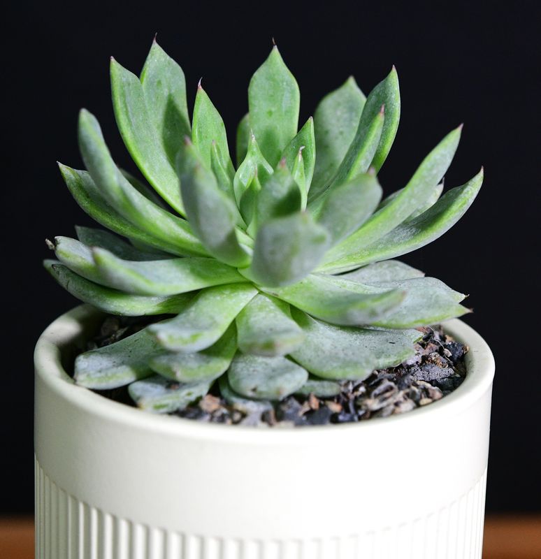 Echeveria lilac/ Blue Sunrise in Ceramic Gift Pot, angled front view