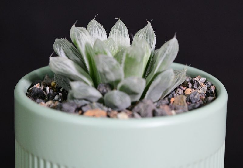Haworthia cooperi var. pilifera 'Silver Swirl' in Ceramic Gift Pot, front view