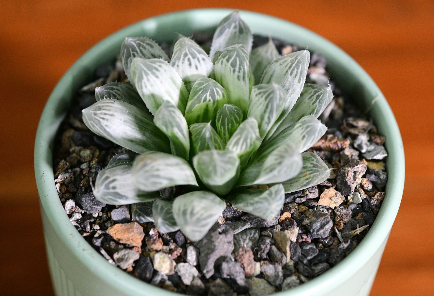 Haworthia cooperi var. pilifera 'Silver Swirl' in Ceramic Gift Pot Haworthia cooperi var. pilifera 'Silver Swirl' in Ceramic Gift Pot, top-down view