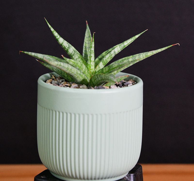 Sansevieria hybrid Hanabi in Ceramic Gift Pot overhead perspective