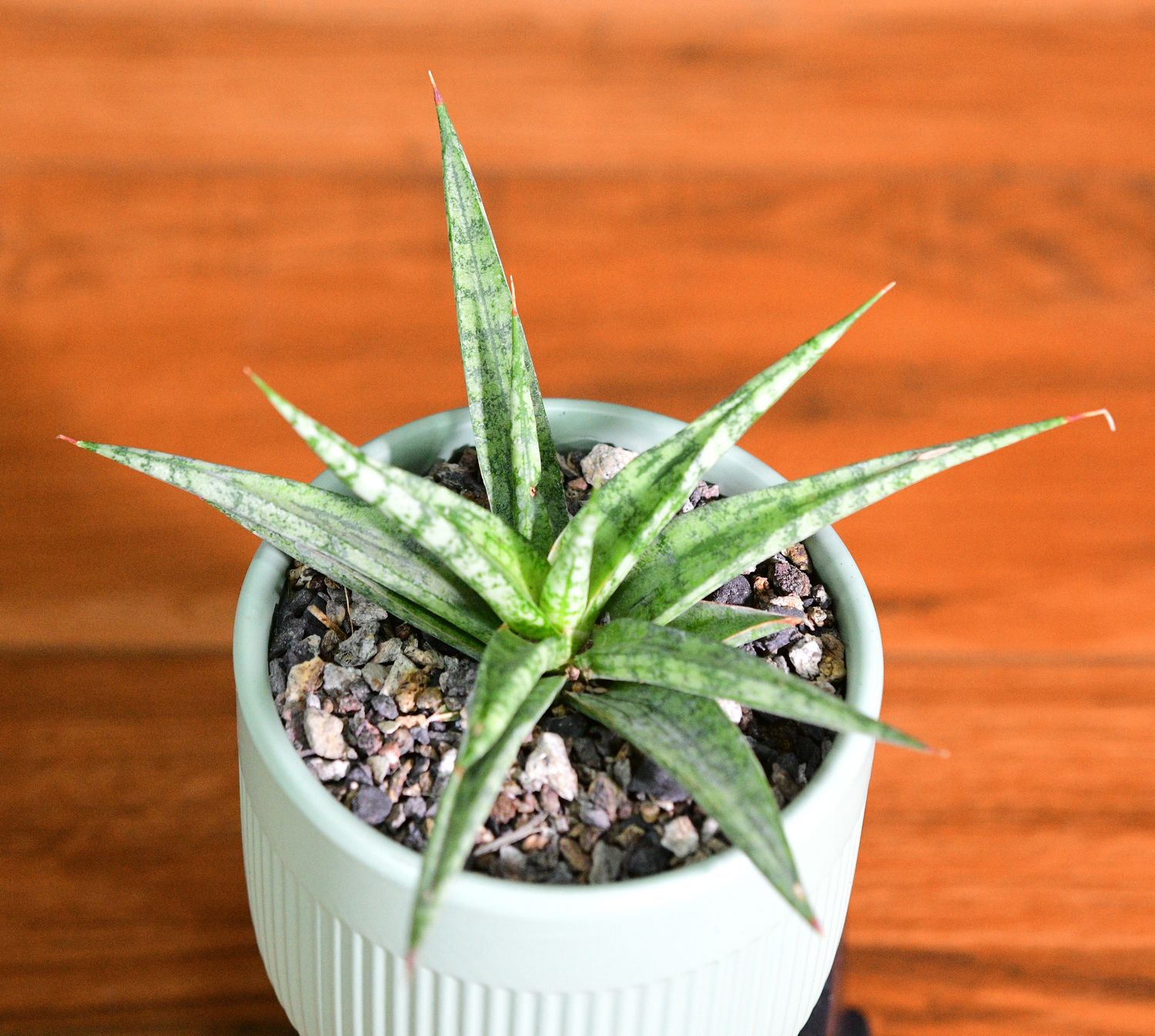 Sansevieria hybrid Hanabi in Ceramic Gift Pot front view