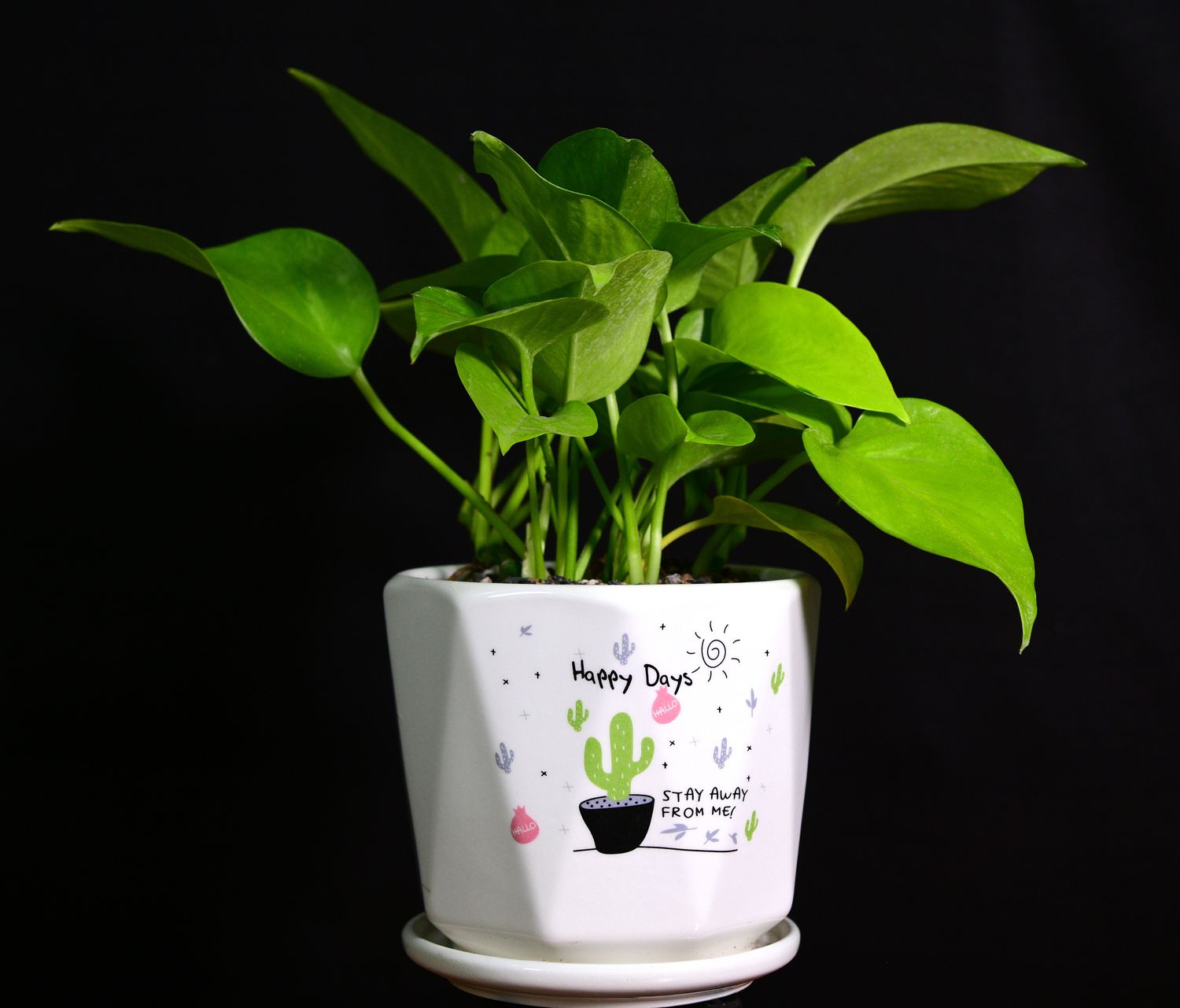 Epipremmum Aureum (Golden Pothos in Ceramic Gift Pot) front view
