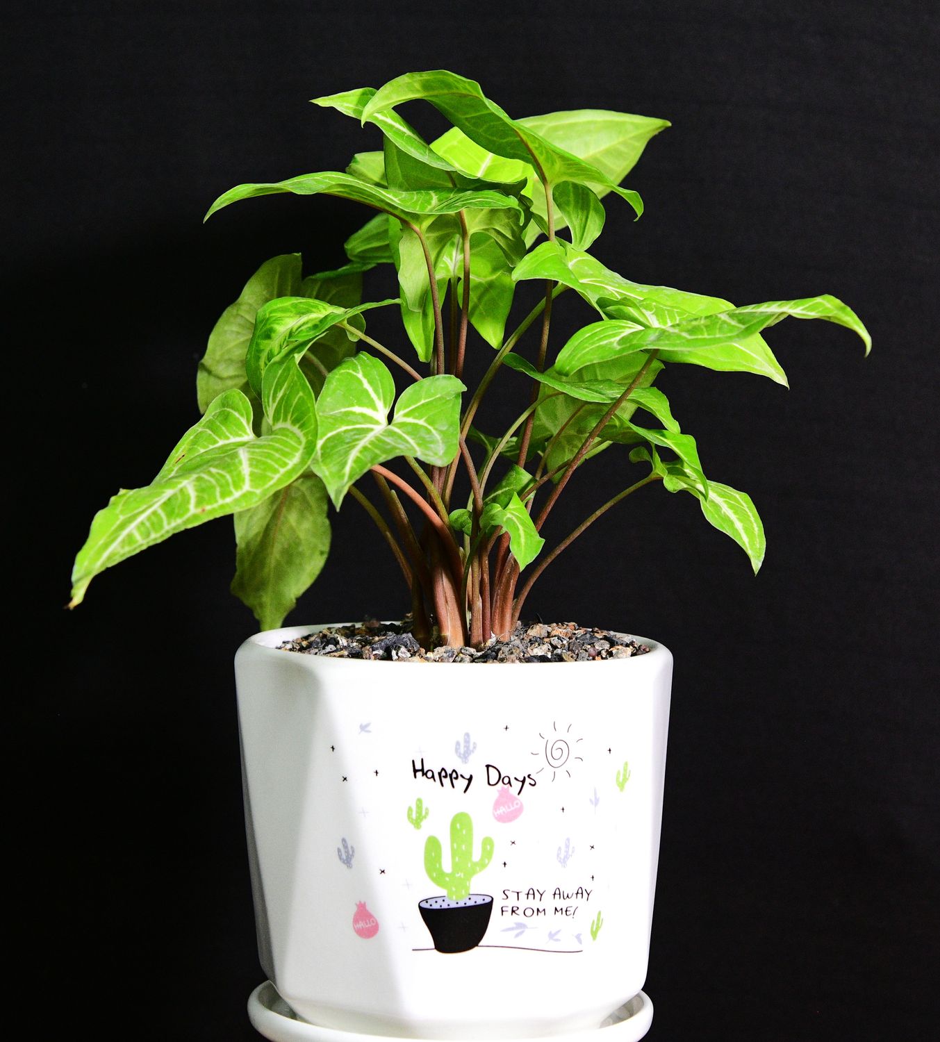 Syngonium pixie in Ceramic Gift Pot front view