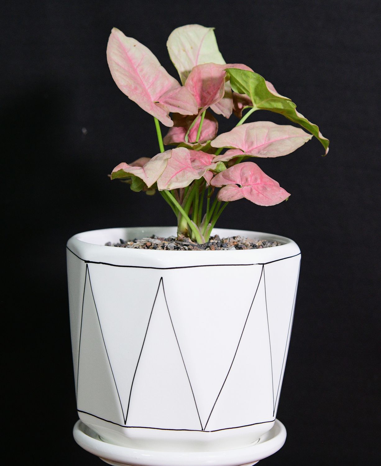 Syngonium small leaf pink in Ceramic Gift Pot front view