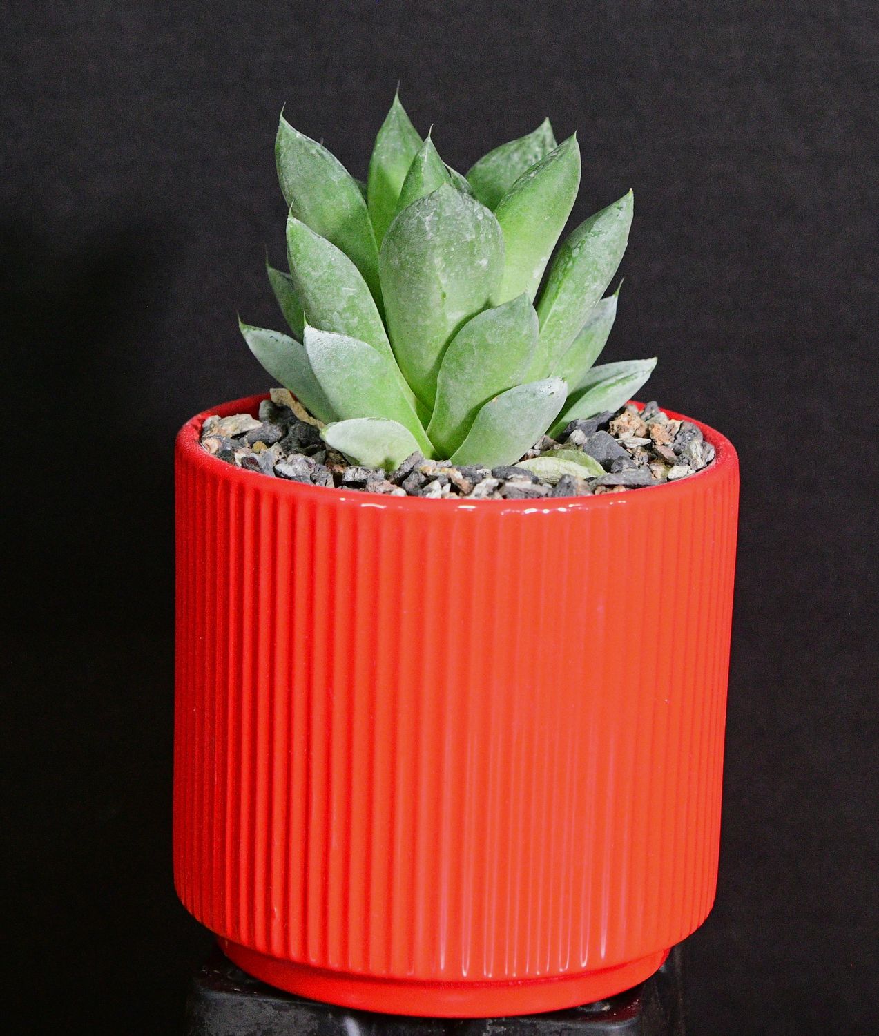 Haworthia cuspidata in Ceramic Gift Pot front view