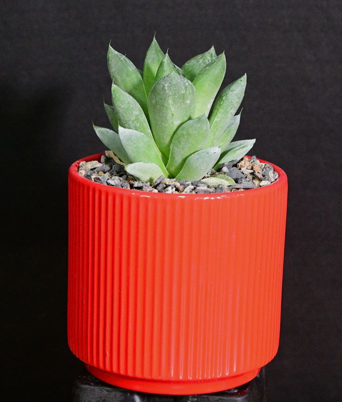 Haworthia cuspidata in Ceramic Gift Pot Haworthia cuspidata in Ceramic Gift Pot front view